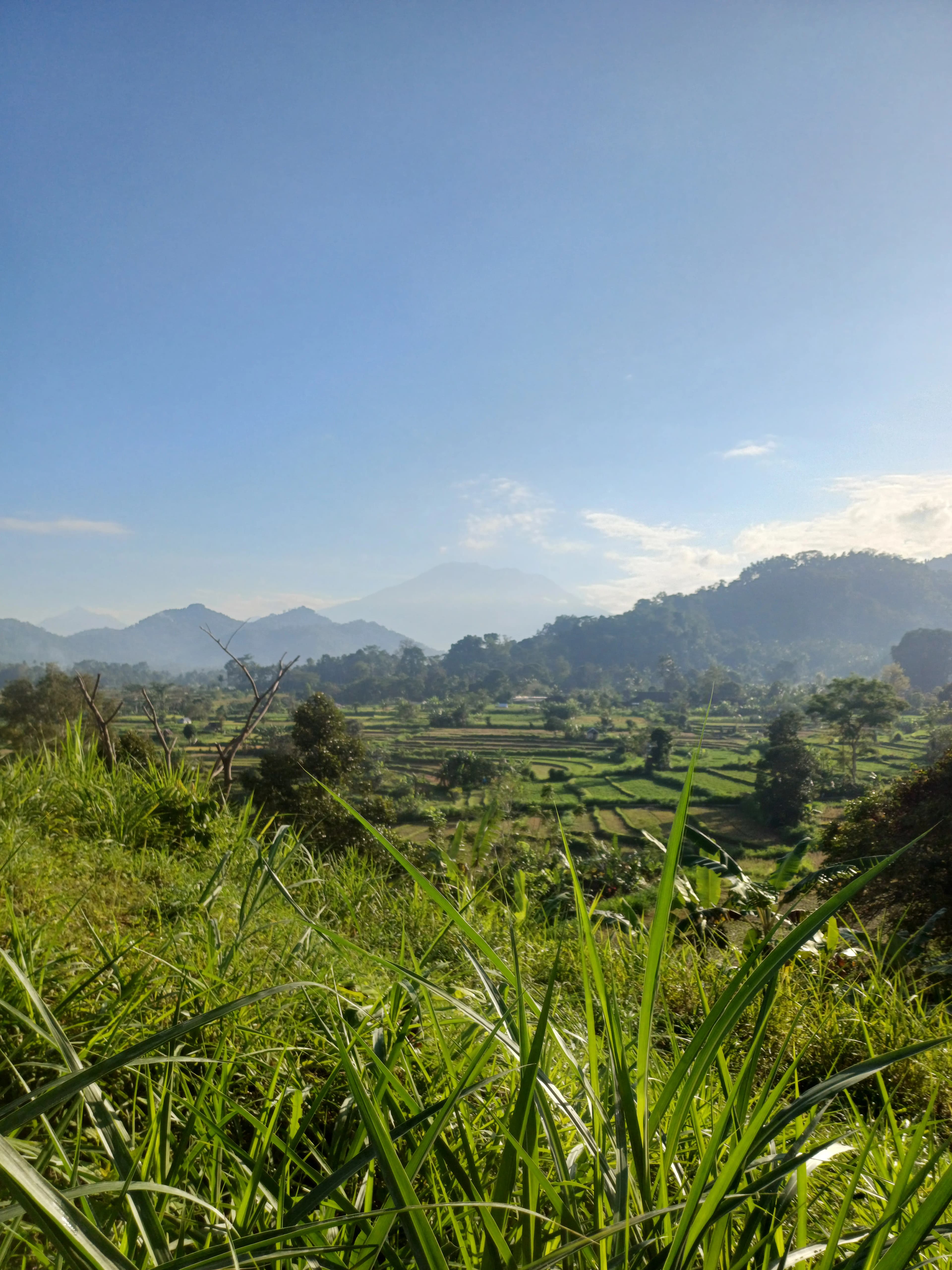 Terasering Padi